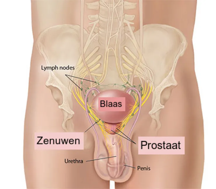 prostaat zenuwen