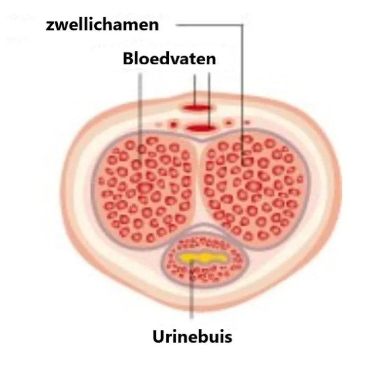 penis met zwellichamen, bloedvaten en urinebuis