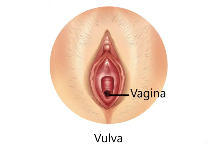 Verschil tussen vagina en vulva