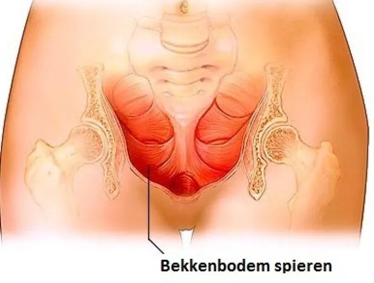 hoe ziet de bekkenbodem eruit in lichaam