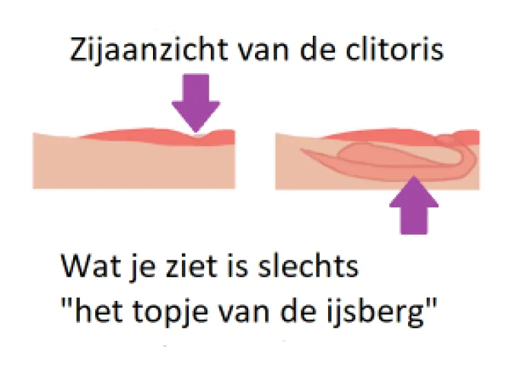 zijaanzicht van een clitoris