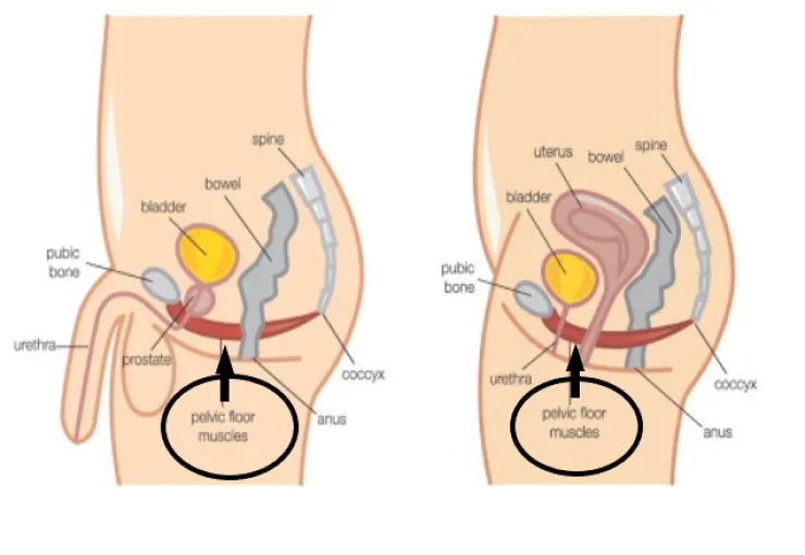 bekkenbodemspieren bij mannen en vrouwen