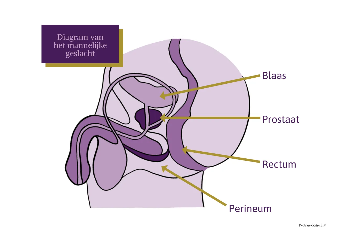 Anatomie diagram van het mannelijke geslacht