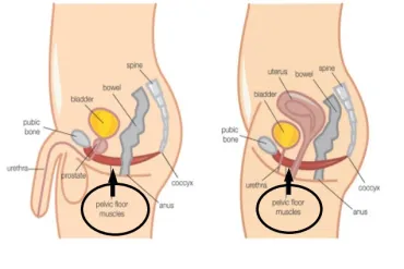 bekkenbodemspieren bij mannen en vrouwen